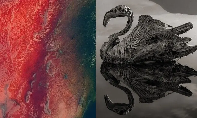 وہ جھیل جو جانداروں کو پتھر بنا دیتی ہے ، تنزانیہ کی خوفناک جھیل ناٹرون