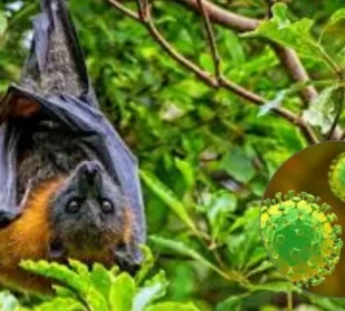 ہائی الرٹ: نیپا وائرس نے پھر دستک دے دی، سینکڑوں افراد قرنطینہ میں