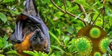 ہائی الرٹ: نیپا وائرس نے پھر دستک دے دی، سینکڑوں افراد قرنطینہ میں 1 ہائی الرٹ: نیپا وائرس نے پھر دستک دے دی، سینکڑوں افراد قرنطینہ میں