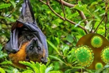 ہائی الرٹ: نیپا وائرس نے پھر دستک دے دی، سینکڑوں افراد قرنطینہ میں