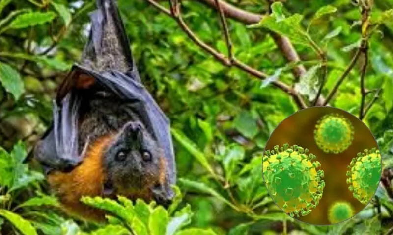 ہائی الرٹ: نیپا وائرس نے پھر دستک دے دی، سینکڑوں افراد قرنطینہ میں