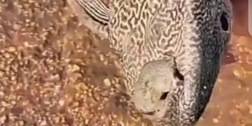 سکھر سے کراچی تک خطرناک غیرملکی مچھلی کی آمد، ماہرین الرٹ