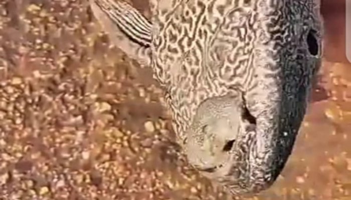 سکھر سے کراچی تک خطرناک غیرملکی مچھلی کی آمد، ماہرین الرٹ