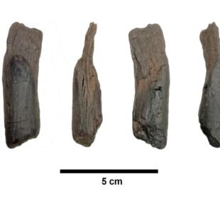 یونان میں دنیا کے قدیم ترین لکڑی کے اوزار دریافت ہونے کا امکان
