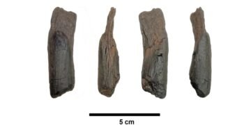 یونان میں دنیا کے قدیم ترین لکڑی کے اوزار دریافت ہونے کا امکان 25 یونان میں دنیا کے قدیم ترین لکڑی کے اوزار دریافت ہونے کا امکان