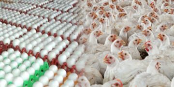 لاہور میں مرغی اور انڈوں کی قیمتوں میں اضافہ برقرار 8 لاہور میں مرغی اور انڈوں کی قیمتوں میں اضافہ برقرار
