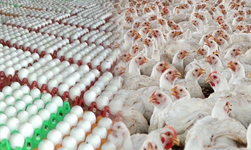لاہور میں مرغی اور انڈوں کی قیمتوں میں اضافہ برقرار