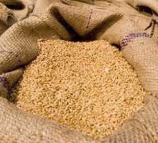 گندم کی قیمت میں 700 روپے تک اضافہ