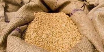 گندم کی قیمت میں 700 روپے تک اضافہ 14 گندم کی قیمت میں 700 روپے تک اضافہ