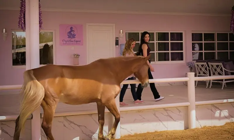 دبئی میں گھوڑے بن گئے انسان کے ذہنی سکون کے رازدار!