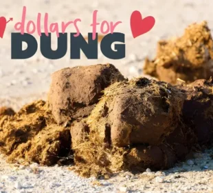 ویلنٹائن ڈے کا خاص تحفہ سابقہ محبوب کے نام جانور کا گوبر؟