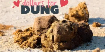 ویلنٹائن ڈے کا خاص تحفہ سابقہ محبوب کے نام جانور کا گوبر؟