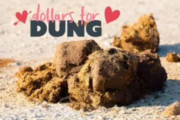 ویلنٹائن ڈے کا خاص تحفہ سابقہ محبوب کے نام جانور کا گوبر؟