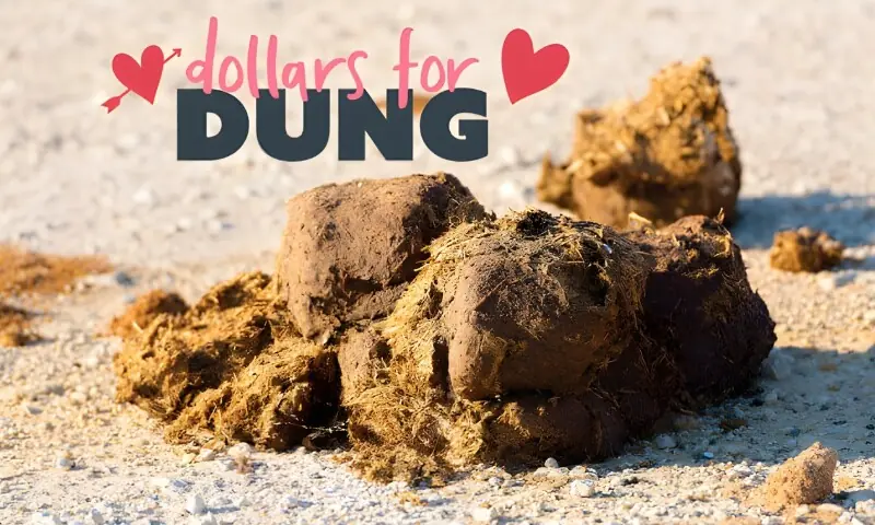 ویلنٹائن ڈے کا خاص تحفہ سابقہ محبوب کے نام جانور کا گوبر؟