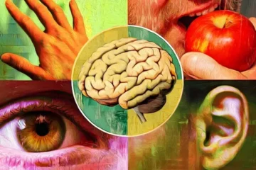 انسانی حواس صرف پانچ نہیں، سائنس نے 33تک حسی صلاحیتوں کی نشاندہی کردی