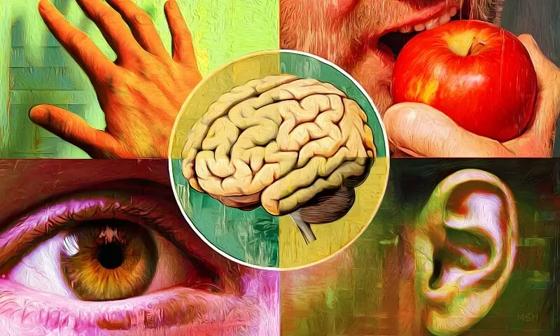 انسانی حواس صرف پانچ نہیں، سائنس نے 33تک حسی صلاحیتوں کی نشاندہی کردی