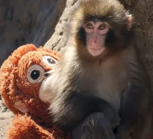 ماں کی جدائی کے بعد زندگی کی جنگ… ایک نرم کھلونے نے کیسے بچائی جان؟