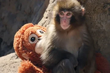 ماں کی جدائی کے بعد زندگی کی جنگ… ایک نرم کھلونے نے کیسے بچائی جان؟ 2 ماں کی جدائی کے بعد زندگی کی جنگ… ایک نرم کھلونے نے کیسے بچائی جان؟