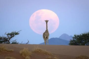 ریت، چاند اور زرافہ: ایک نایاب لمحہ کیمرے کی آنکھ میں محفوظ