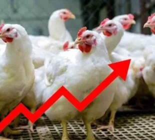 چکن کی قیمتوں میں نمایاں اضافہ، شہری پریشان