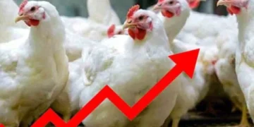 چکن کی قیمتوں میں نمایاں اضافہ، شہری پریشان