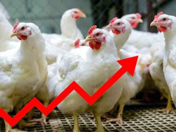 چکن کی قیمتوں میں نمایاں اضافہ، شہری پریشان