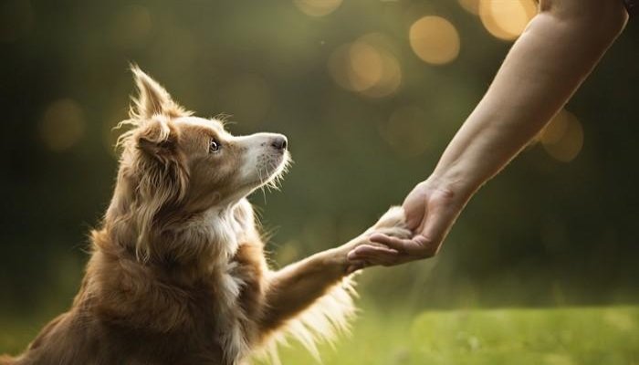 انسان اور کتوں کا تعلق 15 ہزار سال سے زیادہ پرانا نکلا 1 انسان اور کتوں کا تعلق 15 ہزار سال سے زیادہ پرانا نکلا