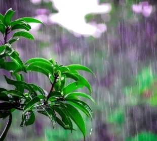 بارش کی آواز بیجوں کو جگانے لگی، نئی تحقیق کا انکشاف