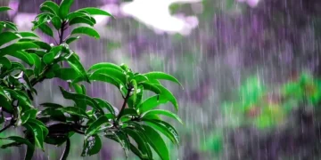 بارش کی آواز بیجوں کو جگانے لگی، نئی تحقیق کا انکشاف