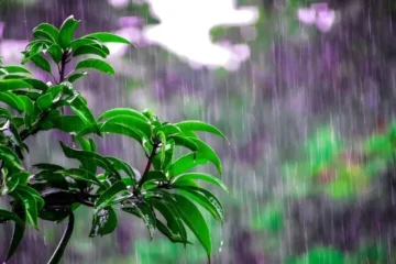 بارش کی آواز بیجوں کو جگانے لگی، نئی تحقیق کا انکشاف