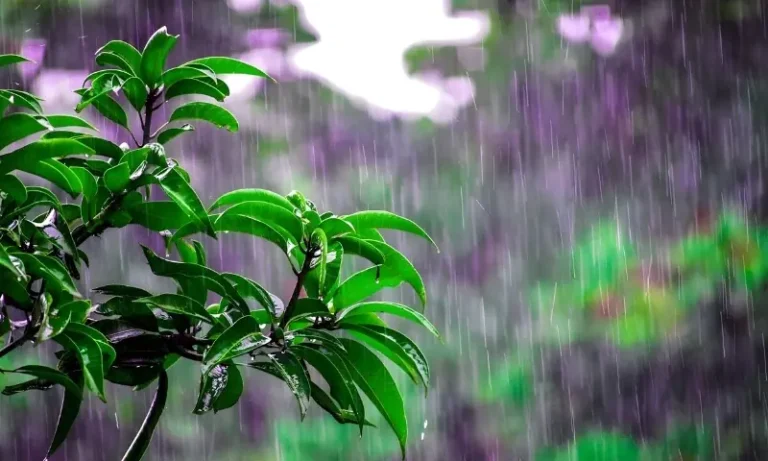 231152بارش کی آواز بیجوں کو جگانے لگی، نئی تحقیق کا انکشاف254c4505c