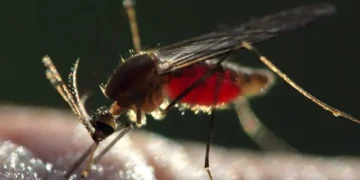 نئی جینیاتی ٹیکنالوجی سے ملیریا کے خاتمے کی امید