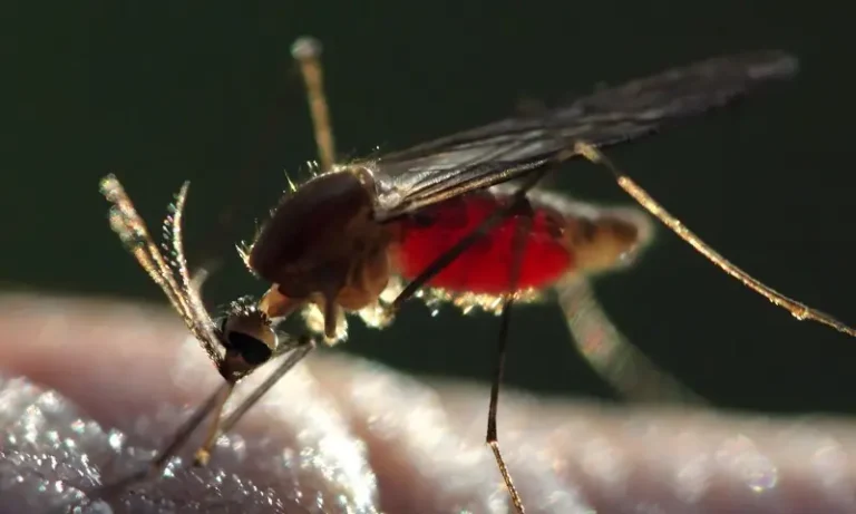 2409261نئی جینیاتی ٹیکنالوجی سے ملیریا کے خاتمے کی امید8bd8a2fc