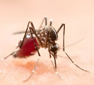 ورلڈ ملیریا ڈے: عام بخار اور ملیریا میں فرق سمجھنے کی اہمیت پر زور