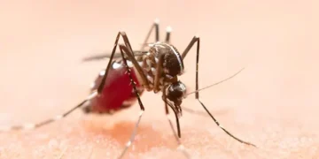 ورلڈ ملیریا ڈے: عام بخار اور ملیریا میں فرق سمجھنے کی اہمیت پر زور