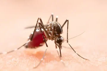 ورلڈ ملیریا ڈے: عام بخار اور ملیریا میں فرق سمجھنے کی اہمیت پر زور