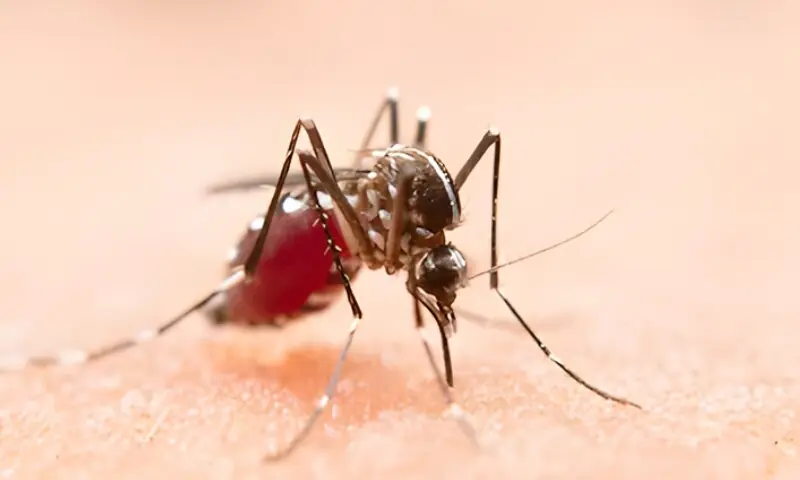 ورلڈ ملیریا ڈے: عام بخار اور ملیریا میں فرق سمجھنے کی اہمیت پر زور