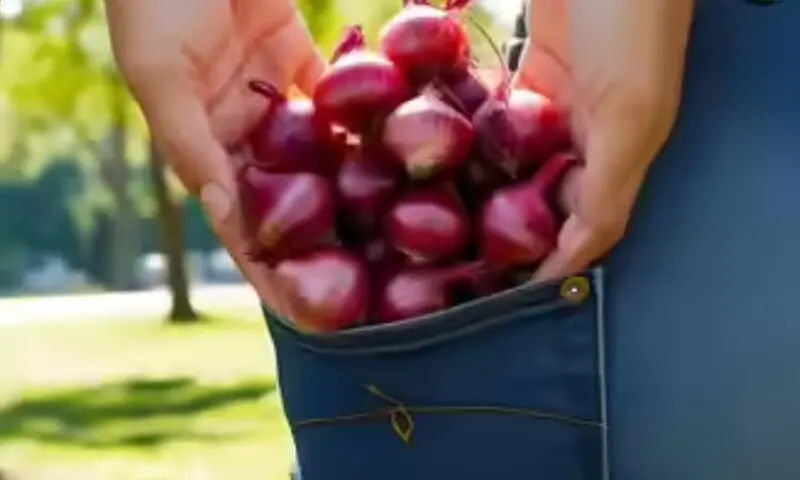 جیب میں پیاز رکھنے سے گرمی اور لُو سے بچاؤ—حقیقت یا غلط فہمی؟