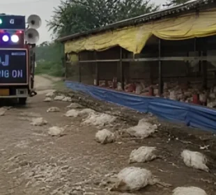 شادی کی بارات کے شور سے پولٹری فارم میں 140 مرغیاں ہلاک، تحقیقات شروع