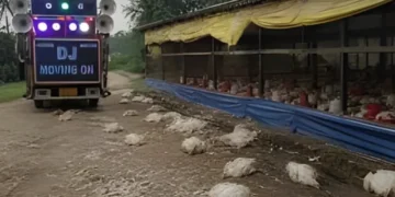 شادی کی بارات کے شور سے پولٹری فارم میں 140 مرغیاں ہلاک، تحقیقات شروع