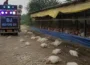 شادی کی بارات کے شور سے پولٹری فارم میں 140 مرغیاں ہلاک، تحقیقات شروع