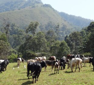 پاکستان میں پہلی لائیو اسٹاک انشورنس اسکیم کا آغاز