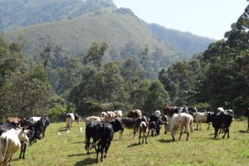 پاکستان میں پہلی لائیو اسٹاک انشورنس اسکیم کا آغاز 2 پاکستان میں پہلی لائیو اسٹاک انشورنس اسکیم کا آغاز