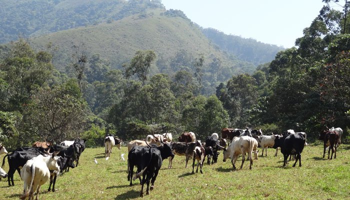 431995_79807پاکستان میں پہلی لائیو اسٹاک انشورنس اسکیم کا آغاز_updates