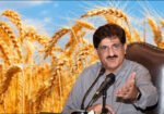 سندھ حکومت کا گندم خریداری نظام میں بڑا ریلیف، فروخت کی حد ختم