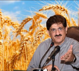 سندھ حکومت کا گندم خریداری نظام میں بڑا ریلیف، فروخت کی حد ختم