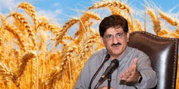 سندھ حکومت کا گندم خریداری نظام میں بڑا ریلیف، فروخت کی حد ختم