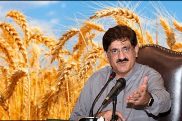 سندھ حکومت کا گندم خریداری نظام میں بڑا ریلیف، فروخت کی حد ختم
