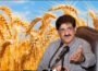 سندھ حکومت کا گندم خریداری نظام میں بڑا ریلیف، فروخت کی حد ختم
