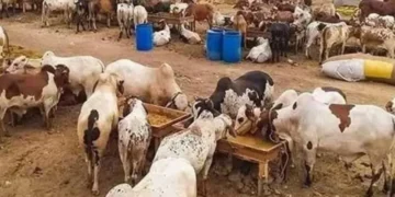 پاکستان میں عیدالاضحیٰ 2026 کی ممکنہ تاریخ سے متعلق سائنسی پیش گوئی